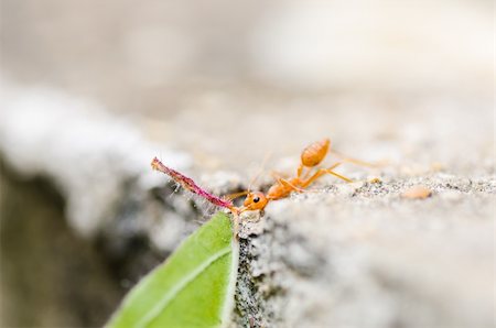 simsearch:400-06427911,k - red ant power in the nature Stock Photo - Budget Royalty-Free & Subscription, Code: 400-06427905