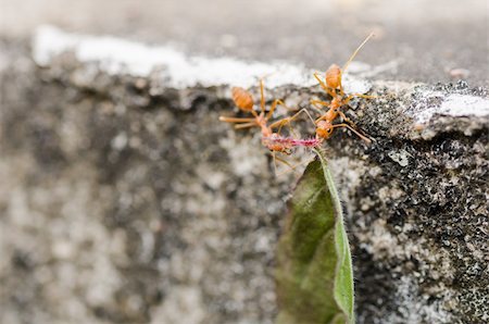 simsearch:400-06427911,k - red ant power in the nature Stock Photo - Budget Royalty-Free & Subscription, Code: 400-06427906