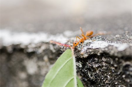 port de la selva - puissance de fourmis rouges dans la nature Photographie de stock - Aubaine LD & Abonnement, Code: 400-06427907