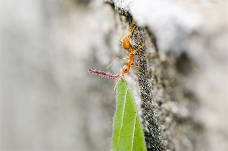 port de la selva - puissance de fourmis rouges dans la nature Photographie de stock - Aubaine LD & Abonnement, Code: 400-06427902