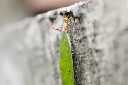 simsearch:400-06427911,k - red ant power in the nature Stock Photo - Budget Royalty-Free & Subscription, Code: 400-06427903