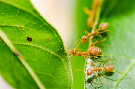 red ant power in the nature Stock Photo - Budget Royalty-Free & Subscription, Code: 400-06427910