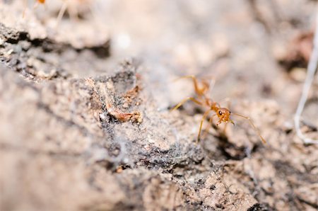 simsearch:400-06427911,k - red ant power in the nature Stock Photo - Budget Royalty-Free & Subscription, Code: 400-06427913