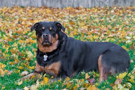 dog lying down black - Adult female Rottweiler sitting outside in a fall afternoon with leaves in the background Stock Photo - Budget Royalty-Free & Subscription, Code: 400-06428455