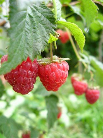 simsearch:400-06077675,k - the bunch of red ripe and tasty raspberry Stock Photo - Budget Royalty-Free & Subscription, Code: 400-06429013