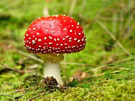 Amanita muscaria - beautiful mushroom but very toxic Fotografie stock - Microstock e Abbonamento, Codice: 400-06429097