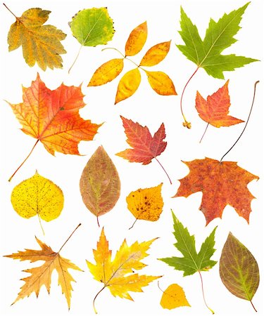 simsearch:400-04228440,k - Autumn leaves collection isolated on white background Foto de stock - Super Valor sin royalties y Suscripción, Código: 400-06429488