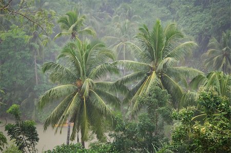 Heavy rain hitting the palm tress in the jungle surrounding the Loboc River on bohol island in the philippines Foto de stock - Super Valor sin royalties y Suscripción, Código: 400-06420376