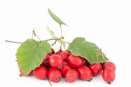 Hawthorn branch and red fruits on white background Stock Photo - Budget Royalty-Free & Subscription, Code: 400-06420524