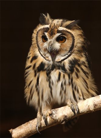 scooperdigital (artist) - Portrait of a Mexican Striped Owl screeching Foto de stock - Royalty-Free Super Valor e Assinatura, Número: 400-06421163