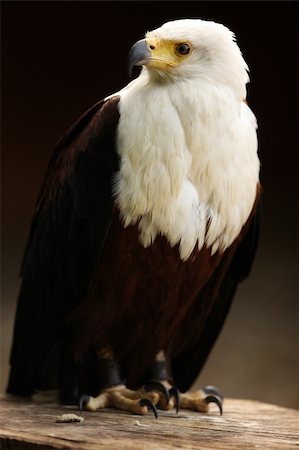 Portrait d'un aigle perché sur un journal Photographie de stock - Aubaine LD & Abonnement, Code: 400-06421179
