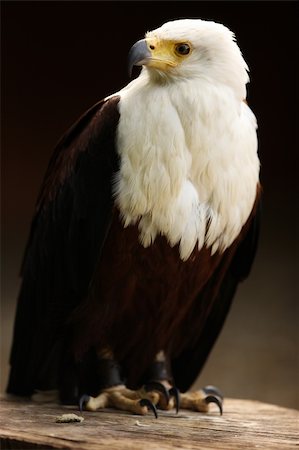 Portrait of a Fish Eagle perched on a log Stock Photo - Budget Royalty-Free & Subscription, Code: 400-06421179