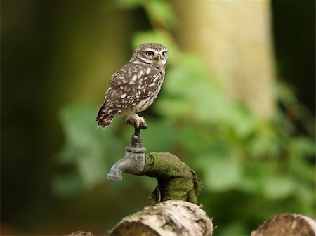 scooperdigital (artist) - Portrait of a Little Owl in woodland Foto de stock - Royalty-Free Super Valor e Assinatura, Número: 400-06421170