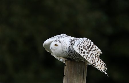 Close up of a Snowy Owl about to fly Stock Photo - Budget Royalty-Free & Subscription, Code: 400-06421199