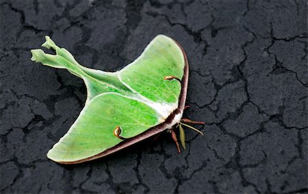 falena - Luna Moth on blacktop. Fotografie stock - Microstock e Abbonamento, Codice: 400-06421351