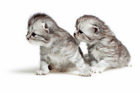 simsearch:400-04904022,k - Zwei britische Rasse-Kätzchen ist isoliert auf weißem Hintergrund. Stockbilder - Microstock & Abonnement, Bildnummer: 400-06421693