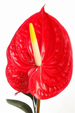 flamingo not pink not bird - Red anthurium Flamingo Flower  Boy Flower on white Stock Photo - Budget Royalty-Free & Subscription, Code: 400-06421797