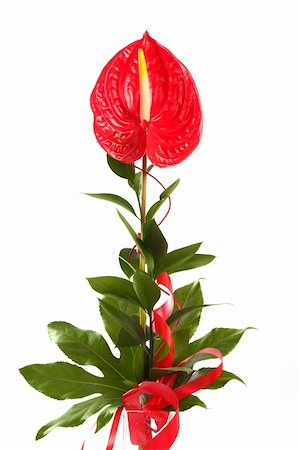 Red anthurium Flamingo Flower  Boy Flower on white Stock Photo - Budget Royalty-Free & Subscription, Code: 400-06421798