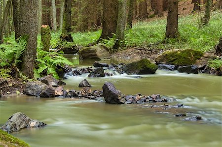 rivers through forests - autumn mountain stream in a green forest Stock Photo - Budget Royalty-Free & Subscription, Code: 400-06421805