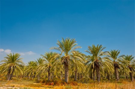 Plantation de palmiers dattiers dans la vallée de la Jordanie, Israël Photographie de stock - Aubaine LD & Abonnement, Code: 400-06422197