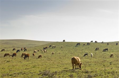 simsearch:400-07923825,k - Troupeau de vaches dans les champs de l'Alentejo, Portugal Photographie de stock - Aubaine LD & Abonnement, Code: 400-06422470