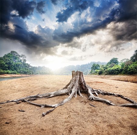 Dry stump at jungle and dramatic sky background at sunrise in Periyar wildlife sanctuary in Kerala, India Stock Photo - Budget Royalty-Free & Subscription, Code: 400-06422572