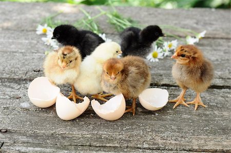 Small chicks and egg shells Foto de stock - Super Valor sin royalties y Suscripción, Código: 400-06422713