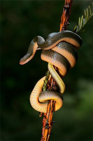 south african houses - Close-up of an Aurora house snake (Lamprophis aurora), South Africa Stock Photo - Budget Royalty-Free & Subscription, Code: 400-06422814