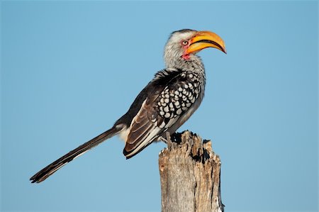 Yellow-billed hornbill (Tockus flavirostris) sitting on a tree stump, southern Africa Stock Photo - Budget Royalty-Free & Subscription, Code: 400-06422818