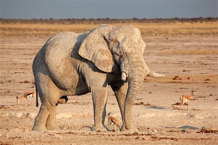 simsearch:400-07430708,k - Large African elephant (Loxodonta africana) bull covered in mud, Etosha National Park, Namibia, southern Africa Stock Photo - Budget Royalty-Free & Subscription, Code: 400-06422811