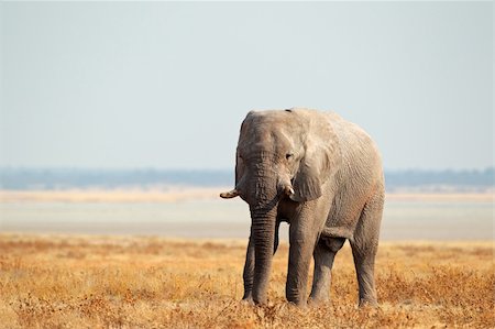 simsearch:400-07657090,k - African elephant (Loxodonta africana) on the open plains of the Etosha National Park, Namibia, southern Africa Fotografie stock - Microstock e Abbonamento, Codice: 400-06422812