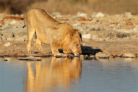 simsearch:400-04885442,k - Male African lion (Panthera leo) drinking water, Etosha National Park, Namibia, southern Africa Fotografie stock - Microstock e Abbonamento, Codice: 400-06422813