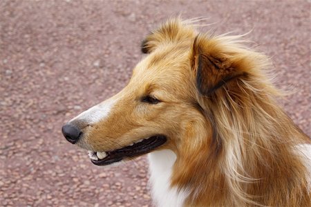 sheltie collie dog being attentive and alert Fotografie stock - Microstock e Abbonamento, Codice: 400-06423129