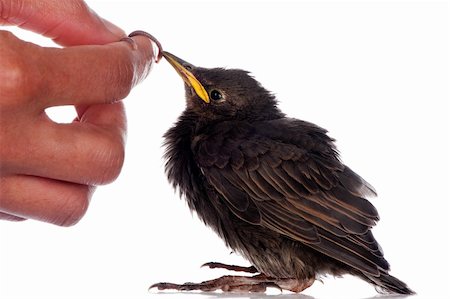 simsearch:400-04858235,k - A baby starling is fed with an earthworm by a human hand. Foto de stock - Super Valor sin royalties y Suscripción, Código: 400-06423261