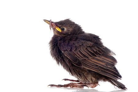 Un étourneau de bébé est un ver de terre dans son bec. Photographie de stock - Aubaine LD & Abonnement, Code: 400-06423262