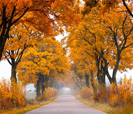 Autumn - road with colorful, vibrant maple trees. Fall in Poland. Stock Photo - Budget Royalty-Free & Subscription, Code: 400-06423313