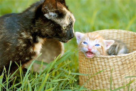 black tortoiseshell cat mother and her orange baby kitten peeking from basket closeup Stock Photo - Budget Royalty-Free & Subscription, Code: 400-06423478