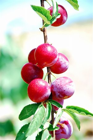 Fruits of plum tree in garden Stock Photo - Budget Royalty-Free & Subscription, Code: 400-06423509