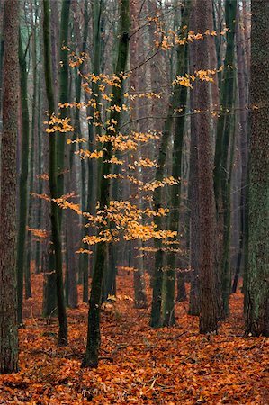 red pine - Hornbeam tree in forest - fallen red autumn leaves. Stock Photo - Budget Royalty-Free & Subscription, Code: 400-06430664