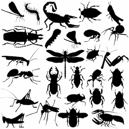 Big set of different insects and spiders Stock Photo - Budget Royalty-Free & Subscription, Code: 400-06454776