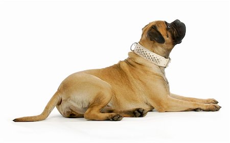 simsearch:400-06461152,k - big dog - bull mastiff laying down looking up on white background Stock Photo - Budget Royalty-Free & Subscription, Code: 400-06455615