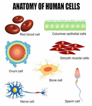 Anatomy of human cells (useful for education in schools and clinics ) - vector illustration Stock Photo - Budget Royalty-Free & Subscription, Code: 400-06456472