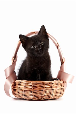 Black kitten in a wattled basket with a ribbon on a white background Fotografie stock - Microstock e Abbonamento, Codice: 400-06456659