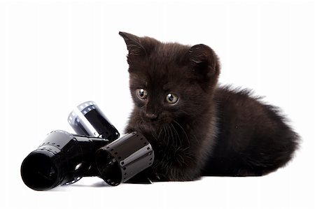 Black kitten on a white background Stockbilder - Microstock & Abonnement, Bildnummer: 400-06456660