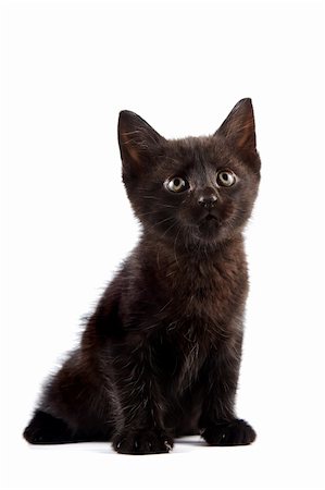 Black kitten on a white background Stockbilder - Microstock & Abonnement, Bildnummer: 400-06456661