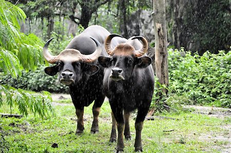 Two buffaloes under the rain at the zoo Stock Photo - Budget Royalty-Free & Subscription, Code: 400-06456704