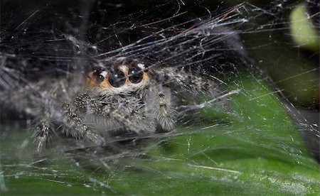 A hairy spider in its nest waiting for its prey Stock Photo - Budget Royalty-Free & Subscription, Code: 400-06456705