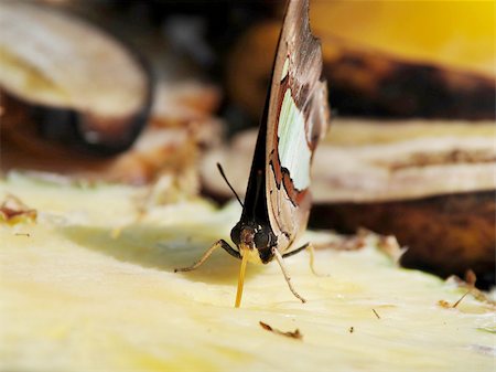 A brown butterfly eating a pineapple Stock Photo - Budget Royalty-Free & Subscription, Code: 400-06456702