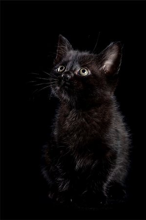 Black kitten on a black background Fotografie stock - Microstock e Abbonamento, Codice: 400-06456859
