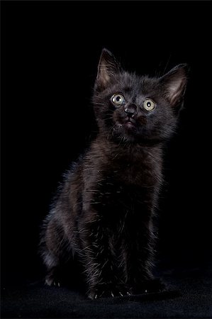 Black kitten on a black background Stockbilder - Microstock & Abonnement, Bildnummer: 400-06456860
